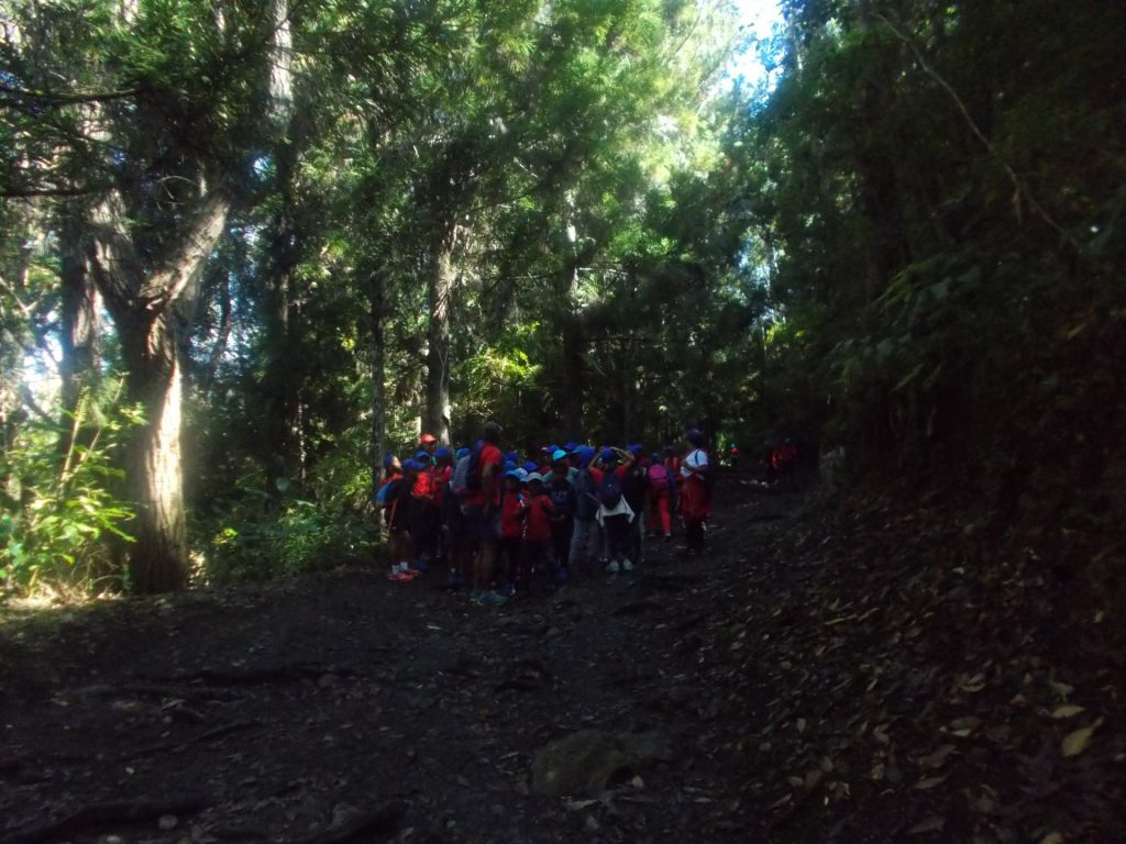 forêt plateau des chênes Cilaos