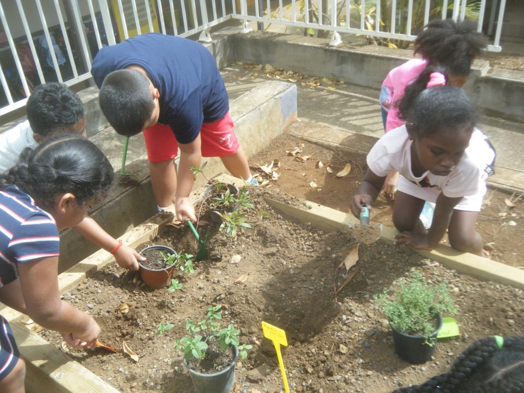 nos premières plantationss