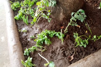 Jardinons à l’école…