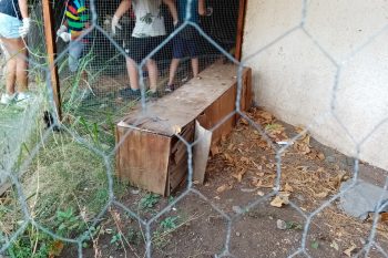 Poulailler et jardinière en lasagne