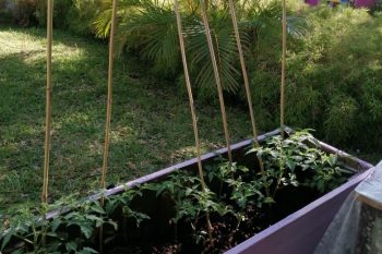 Bienvenue dans notre jardin – les coins potager – Maternelle Raoul Fruteau