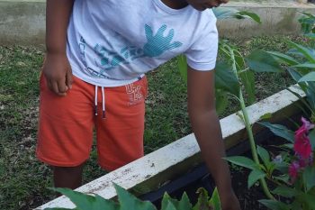 Un nouveau potager