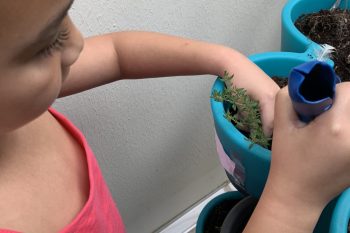 Des plantes aromatiques