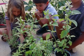 un  jardin aromatique