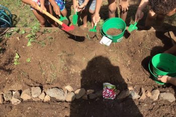 ÇA JARDINE AUX CARAMBOLES!!