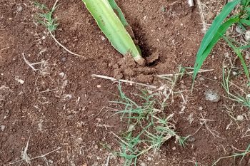 C’est notre jardin…