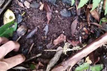 COMPOST NATUREL EN FORET ET ARTIFICIEL A L’ECOLE