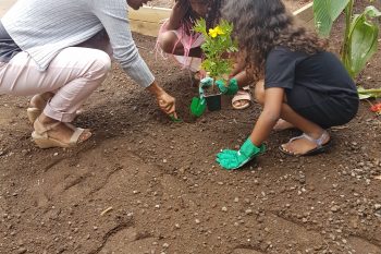 La plantation des CP