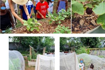 Maternelle Pauline Kergomard: visite des jardins partagés de l ‘assocation An Grèn Kouler au Port.