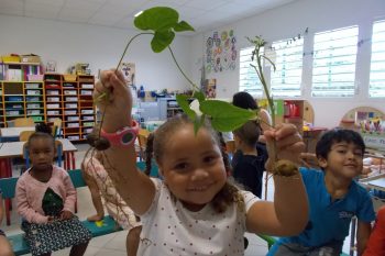 Des plantations à l’école maternelle Estella Clain  suite…