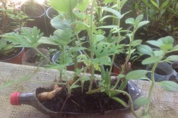 Les plantes aromatiques