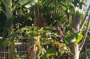 Ca sent la banane !