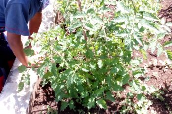 UNE ANNEE AVEC LES CPB DES CAMELIAS