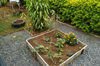 Des graviers au potager !