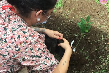 DE NOUVEAUX ARBRES AUX CARAMBOLES…!