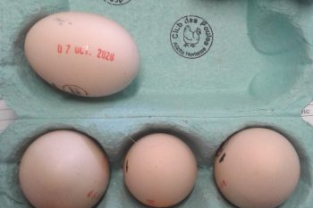 La vente des oeufs à l’école