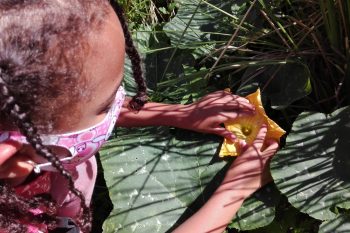 Comment faire l’abeille ?