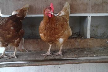 Des poules à l’école