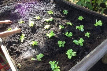 Plantation de salades