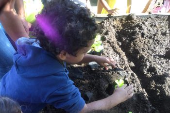 Plantons des salades
