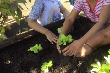 Planter de jeunes salades