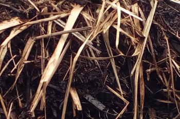 Les CM1 s’interrogent: et le compost dans tout ça?