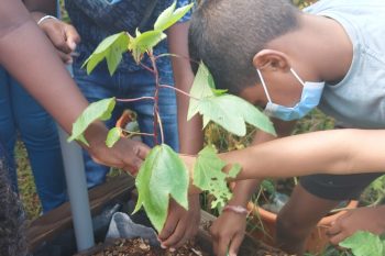 Les cM2 investissent la jardinière!