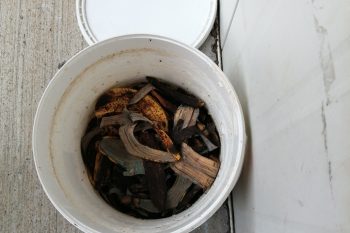 Comment faire de l’engrais naturel ? (Classe de CP D)