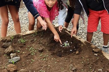 Nos plantations, notre jardin ! (la suite)