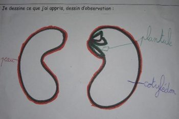 Les CE1 observateurs!