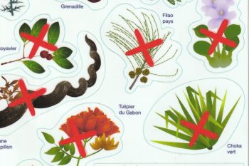 Création d’un arboretum