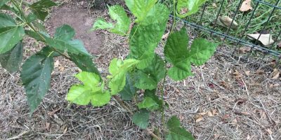 NOS ARBRES ET PLANTATIONS POUSSENT…!!
