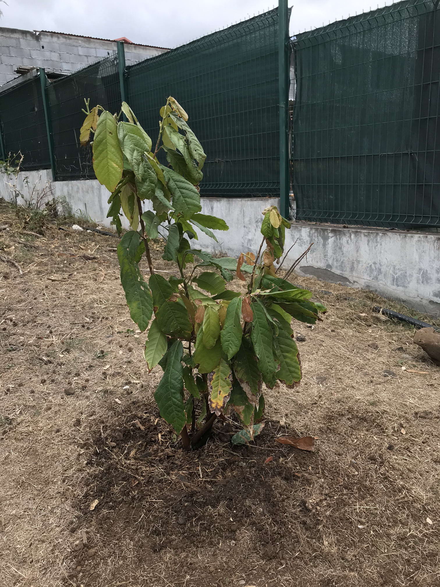 Arbres endémiques de la Réunion