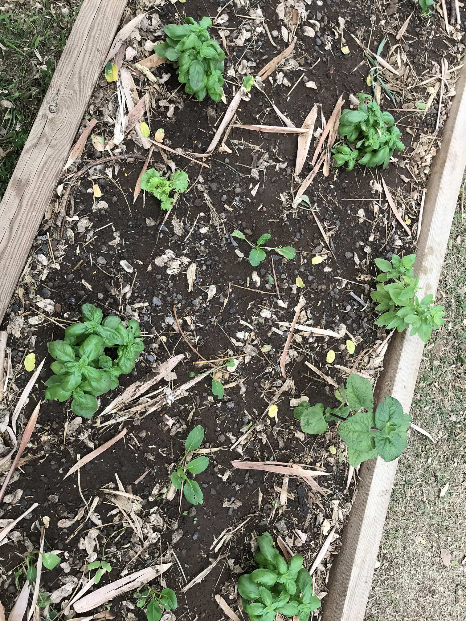 Nourrir notre potager