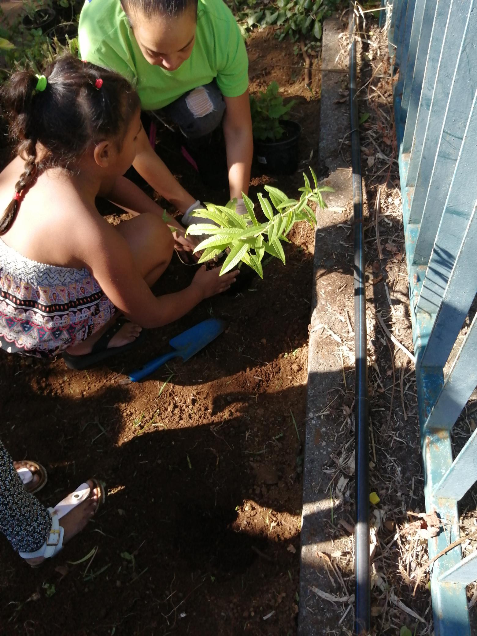 On aére un peu au niveau des racines avant de transplanter la plante...