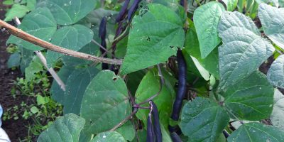 Notre potager