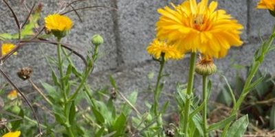 Jardinons au naturel avec les plantes magiques!
