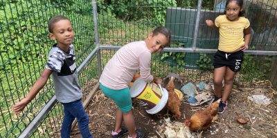 Les poules des Camélias – CE1 P