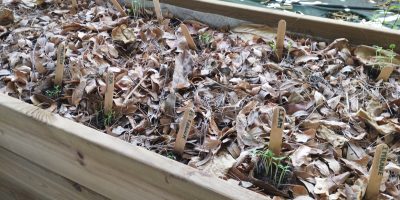 Expérimentation ; Jardinière avec réserve d’eau (wicking bed)