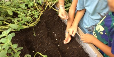 Plantation de graines de courge