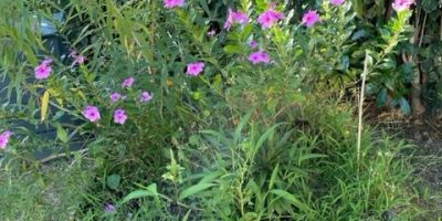 Le paillage de la jardinière des fleurs