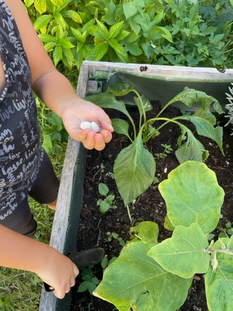 Plantation de graines, de bulbes, de tubercules et de boutures !