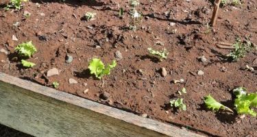 Plantation à l’ecole maternelle Ariste Bolon
