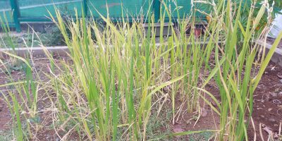 Essai expérimental : effet du compost sur la culture du riz