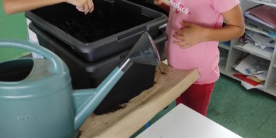 Les plantations des élèves de CE2 B de l’école du Bernica.
