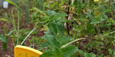 En avant le potager : la suite !