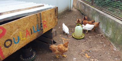 Un poulailler à l’école pour réduire le gaspillage alimentaire