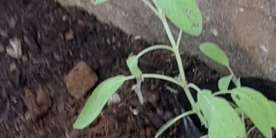 Notre jardin des senteurs