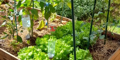Notre jardin pousse !