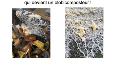 Notre lombricomposteur s’est transformé en Blobicomposteur !